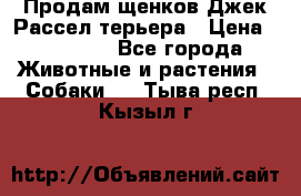 Продам щенков Джек Рассел терьера › Цена ­ 25 000 - Все города Животные и растения » Собаки   . Тыва респ.,Кызыл г.